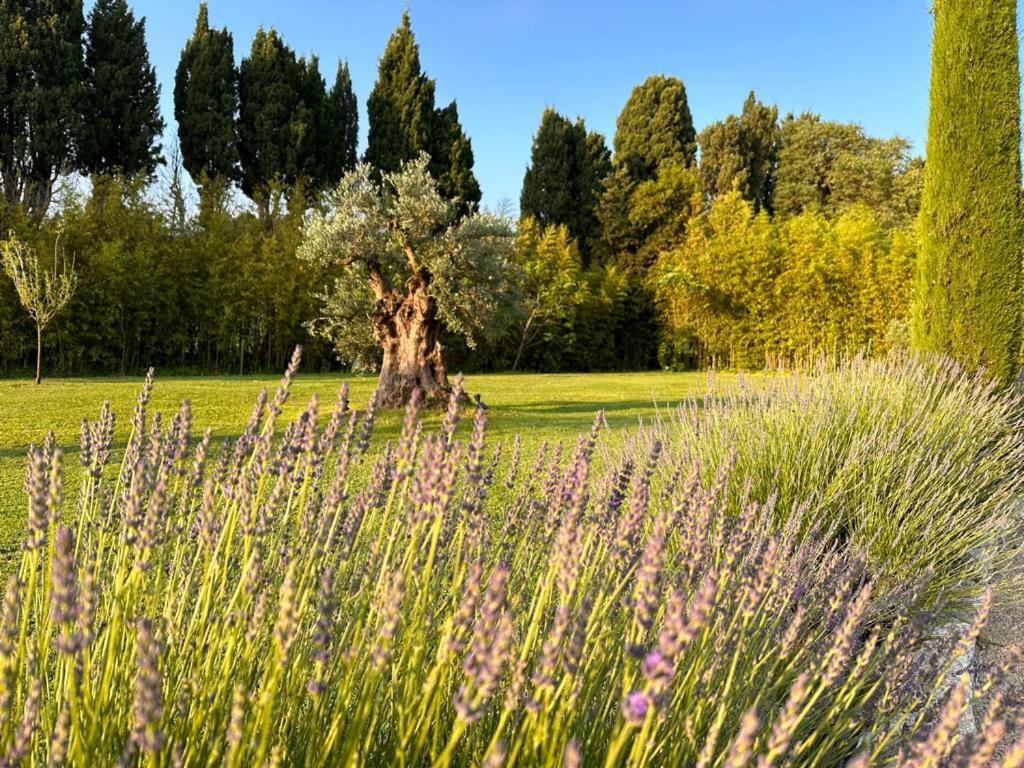 Mas Des Bambous Hotel Saint-Rémy-de-Provence Kültér fotó